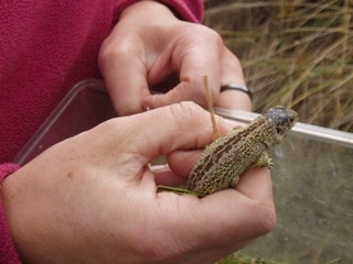 A juvenile sand lizard being released to Gronant dunes in 2004
